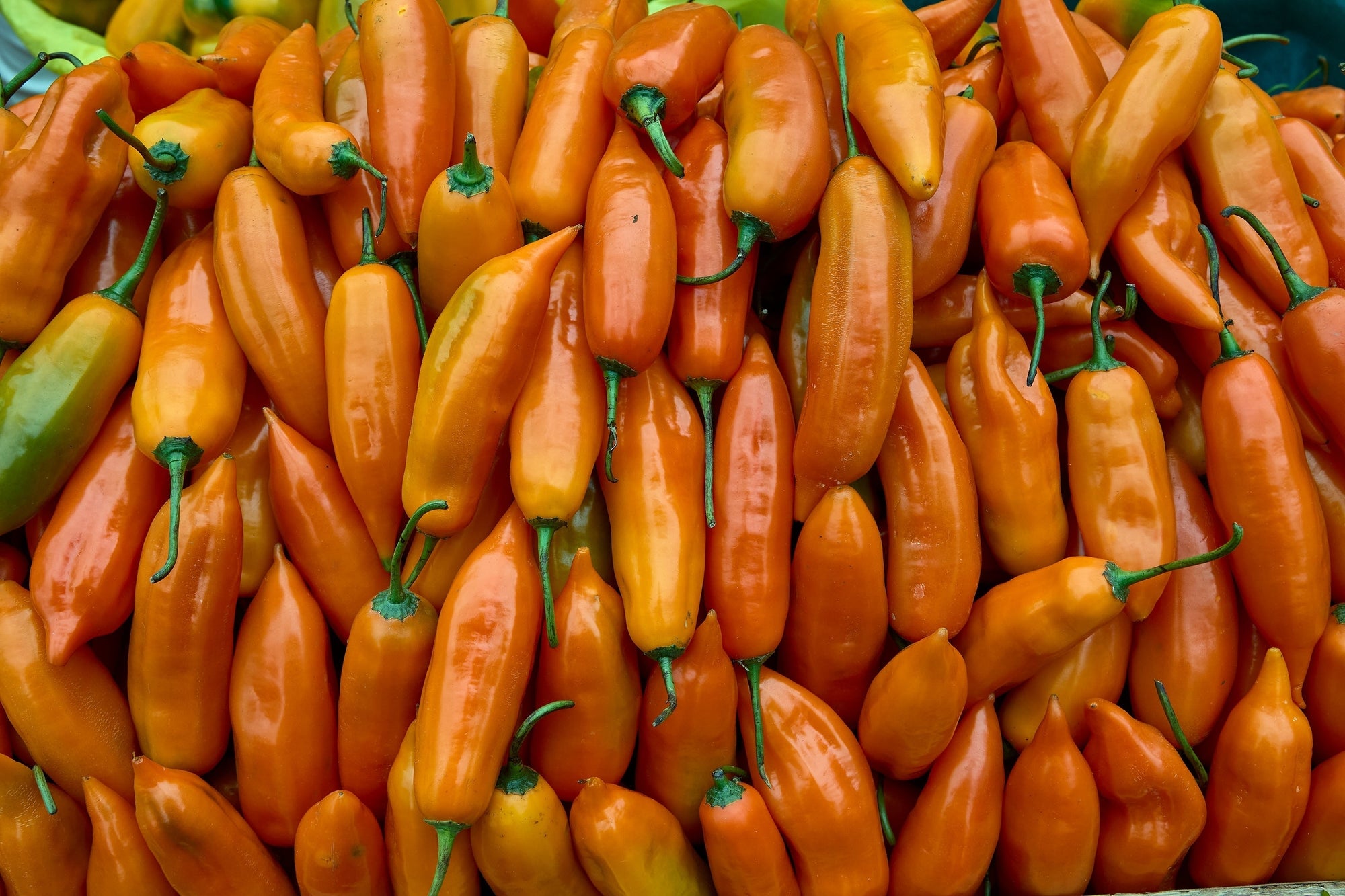 A pile of many fresh Aji Amarillo peppers.